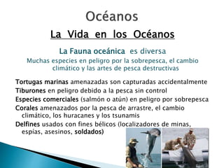 La Vida en los Océanos 
La Fauna oceánica es diversa 
Muchas especies en peligro por la sobrepesca, el cambio 
climático y las artes de pesca destructivas 
Tortugas marinas amenazadas son capturadas accidentalmente 
Tiburones en peligro debido a la pesca sin control 
Especies comerciales (salmón o atún) en peligro por sobrepesca 
Corales amenazados por la pesca de arrastre, el cambio 
climático, los huracanes y los tsunamis 
Delfines usados con fines bélicos (localizadores de minas, 
espías, asesinos, soldados) 
 