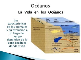La Vida en los Océanos 
Las 
características 
de los animales 
y su evolución a 
lo largo del 
tiempo 
dependen de la 
zona oceánica 
donde viven 
 