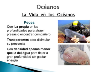 La Vida en los Océanos 
Peces 
Con luz propia en las 
profundidades para atraer 
presas o encontrar compañero 
Transparentes para disimular 
su presencia 
Con densidad apenas menor 
que la del agua para flotar a 
gran profundidad sin gastar 
energía 
 