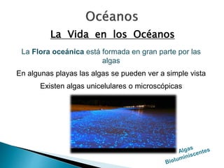 La Vida en los Océanos 
La Flora oceánica está formada en gran parte por las 
algas 
En algunas playas las algas se pueden ver a simple vista 
Existen algas unicelulares o microscópicas 
 