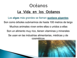 La Vida en los Océanos 
Las algas más grandes se llaman quelpos gigantes 
Son como árboles submarinos de hasta 100 metros de largo 
Muchos animales viven entre ellas o unidos a ellas 
Son un alimento muy rico, tienen vitaminas y minerales 
Se usan en las industrias alimentarias, médicas y de 
cosméticos 
 