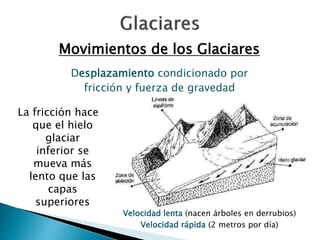 Movimientos de los Glaciares 
Desplazamiento condicionado por 
fricción y fuerza de gravedad 
La fricción hace 
que el hielo 
glaciar 
inferior se 
mueva más 
lento que las 
capas 
superiores 
Velocidad lenta (nacen árboles en derrubios) 
Velocidad rápida (2 metros por día) 
 