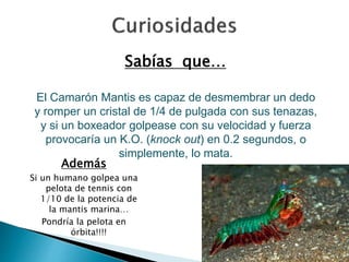 Sabías que… 
El Camarón Mantis es capaz de desmembrar un dedo 
y romper un cristal de 1/4 de pulgada con sus tenazas, 
y si un boxeador golpease con su velocidad y fuerza 
provocaría un K.O. (knock out) en 0.2 segundos, o 
simplemente, lo mata. 
Además 
Si un humano golpea una 
pelota de tennis con 
1/10 de la potencia de 
la mantis marina… 
Pondría la pelota en 
órbita!!!! 
 