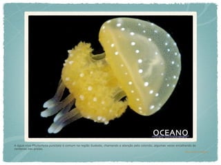 A água-viva Phyllorhyza punctata é comum na região Sudeste, chamando a atenção pelo colorido, algumas vezes encalhando às
centenas nas praias.
                                                                                                                  foto: Alvaro E. Migotto
 