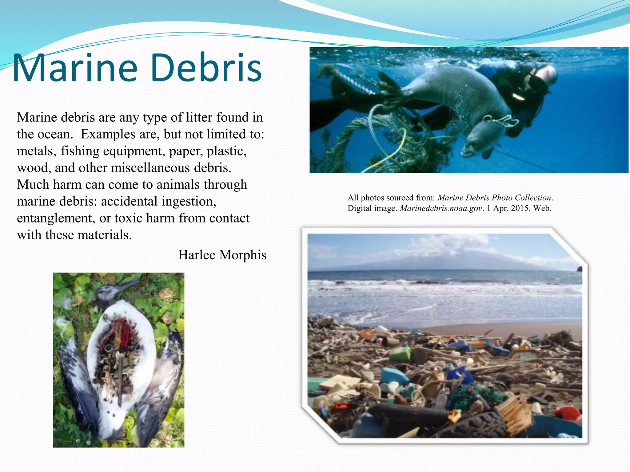 Marine Debris
Marine debris are any type of litter found in
the ocean. Examples are, but not limited to:
metals, fishing equipment, paper, plastic,
wood, and other miscellaneous debris.
Much harm can come to animals through
marine debris: accidental ingestion,
entanglement, or toxic harm from contact
with these materials.
Harlee Morphis
All photos sourced from: Marine Debris Photo Collection.
Digital image. Marinedebris.noaa.gov. 1 Apr. 2015. Web.
 