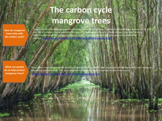 The carbon cycle
mangrove trees
There aren’t many ways in which people can help protect mangrove trees, expect by not littering and by stop chopping
down trees and rainforests. This way mangrove tress can play their crucial part in the carbon cycle.
https://kids.earth.org/life-in-the-water/facts-about-mangrove-trees
How do mangrove
trees help with
the carbon cycle?
What can people
do to help protect
mangrove trees?
Forests can also absorb huge quantities of carbon through the process of photosynthesis. Mangrove trees can do this,
too. For this reason, they are extremely a help in mitigating the effects of climate change. They have actually
been recorded to absorb almost 10 times as much carbon dioxide from the atmosphere than terrestrial
forests! https://kids.earth.org/life-in-the-water/facts-about-mangrove-trees/
 