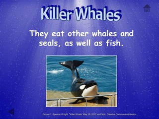 They eat other whales and
  seals, as well as fish.




   Picture 1: Spencer Wright, "Killer Whale" May 26, 2010 via Flickr, Creative Commons Attribution
 