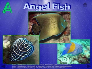 Picture 1: BBM Explorer, "Imperator Angel Fish" June 19, 2009 via Flickr, Creative Commons Attribution;
Picture 2: BBM Explorer, "French Angel Fish" December 3, 2009 via Flickr, Creative Commons Attribution;
Picture 3: Greenacre8, "Angel Fish" August 17, 2009 via Flickr, Creative Commons Attribution
 