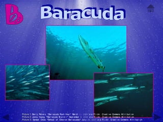 Picture 1: Bar r y Pet er s, "Bar r acuda Rush H " M ch 11, 2009 vi a Fl i ckr , C eat i ve C m
                                                our     ar                              r          om ons At t r i but i on
Picture 2: Jenny H  uang, "Bar r acuda St or m-5" Sept em  ber 8, 2006 vi a Fl i ckr , C eat i ve C m
                                                                                        r          om ons At t r i but i on
Picture 3:: Sam uel C , "School of C
                      how                 hevr on Bar r acudas" Jul y 26, 2007 vi a Fl i ckr , C eat i ve C m
                                                                                                 r         om ons At t r i but i on
 