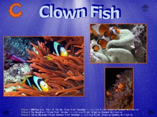 Picture 1: BBM Expl or er , "Pai r of Tw Bar C ow Fi sh" D
                                        o     l n          ecem ber 3, 2009 vi a Fl i ckr , C eat i ve C m
                                                                                              r           om ons At t r i but i on
Picture 2: The BusyBr ai n, "C ow Fi sh" O ober 25, 2008 vi a Fl i ckr , C eat i ve C m
                               l n         ct                             r           om ons At t r i but i on
Picture 3:: C ka W anabe, "C ow Anem
             hi    at             l n     one Fi sh" November 5, 2009 vi a Fl i ckr , C eat i ve C m
                                                                                       r          om ons At t r i but i on
 