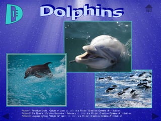 Picture 1: Randol ph C of t , "D phi n" June 26, 2010 vi a Fl i ckr , C eat i ve C m
                       r        ol                                     r          om ons At t r i but i on
Picture 2: St e El m e, "D phi n Encount er " Febr uar y 11, 2006 vi a Fl i ckr , C eat i ve C m
                    or     ol                                                      r          om ons At t r i but i on
Picture 3: Low um ngf r og, "D phi ns" Apr i l 10, 2011 vi a Fl i ckr , C eat i ve C m
               j pi             ol                                       r           om ons At t r i but i on
 