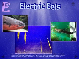 Pi ct ur e 1: Doug Let t er m "El ect r i c Eel " Febr uar y 1, 2009 vi a Fl i ckr , C eat i ve C m
                              an,                                                        r         om ons At t r i but i on
Pi ct ur e 2: Abhi shek Kum , "Som El ect r i c Eel " M 10, 2009 vi a Fl i ckr , C eat i ve C m
                              ar         e                 ay                              r        om ons At t r i but i on
Pi ct ur e 3: El i zabet h, "El ect r i c Eel " August 18, 2007 vi a Fl i ckr , C eat i ve C m
                                                                                 r           om ons At t r i but i on
 