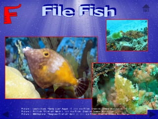 Pi ct ur e 1: Laszl o I l yes, "Sandy Li ps" August 14, 2006 vi a Fl i ckr , C eat i ve C m
                                                                                    r         om ons At t r i but i on
Pi ct ur e 2: Pr i l f i sh, "Fi l ef i sh" M ch 8, 2009 vi a Fl i ckr , C eat i ve C m
                                             ar                           r           om ons At t r i but i on
Pi ct ur e 3: BBM Expl or er , "Seagr ass Fi l ef i sh" Apr i l 22, 2011 vi a Fl i ckr , C eat i ve C m
                                                                                           r            om ons At t r i but i on
 