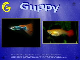 Pi ct ur e 1: W l l i am W by, "G
                i         ar       uppy" Sept ember 19, 2010 vi a Fl i ckr , C eat i ve C m
                                                                                r         om ons At t r i but i on
Pi ct ur e 2: R ober t o Ver zo, "Guppy" Febr uar y 16, 2009 vi a Fl i ckr , C eat i ve C m
                                                                              r          om ons At t r i but i on
Pi ct ur e 3: I nka C abs, "G
                       r        uppy D am e Al bi no" Apr i l 16, 2012 vi a Fl i ckr , C eat i ve C m
                                      i ant                                               r          om ons At t r i but i on
 