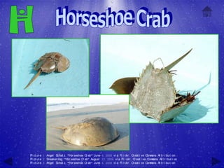 Pi ct ur e 1: Angel Schat z, "H seshoe C ab" June 4, 2008 vi a Fl i ckr , C eat i ve C m
                                or      r                                  r          om ons At t r i but i on
Pi ct ur e 2: Sneaker dog, "H seshoe C ab" August 23, 2006 vi a Fl i ckr , C eat i ve C m
                             or       r                                      r         om ons At t r i but i on
Pi ct ur e 3: Angel Schat z, "H seshoe C ab" June 4, 2008 vi a Fl i ckr , C eat i ve C m
                                or      r                                  r          om ons At t r i but i on
 