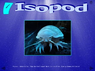 Pi ct ur e 1: D i en du Toi t , "D
               am                 eep Sea G ant I sopod" M ch, 2003 vi a Fl i ckr , C eat i ve C m
                                           i              ar                         r          om ons At t r i but i on
 