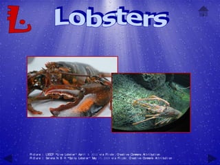 Pi ct ur e 1: LSG P, "Li ve Lobst er " Apr i l 9, 2010 vi a Fl i ckr , C eat i ve C m
                  C                                                     r           om ons At t r i but i on
Pi ct ur e 2: Sel ena N B. H "Spi ny Lobst er " M 17, 2009 vi a Fl i ckr , C eat i ve C m
                       .    ,                      ay                             r         om ons At t r i but i on
 