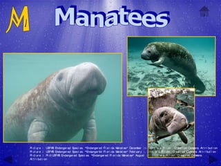 Pi ct ur e 1: U S Endanger ed Speci es, "Endanger ed Fl or i da M
                  SFW                                              anat ee" D ecember 24, 2008 vi a Fl i ckr , C eat i ve C m
                                                                                                                  r         om ons At t r i but i on
Pi ct ur e 2: U S Endanger ed Speci es, "Endanger ed Fl or i da M
                  SFW                                              anat ee" Febr uar y 1, 2008 vi a Fl i ckr , C eat i ve C m
                                                                                                                r          om ons At t r i but i on
Pi ct ur e 3: Pi ct U S Endanger ed Speci es, "Endanger ed Fl or i da M
                      SFW                                               anat ee" August 17, 2008 vi a Fl i ckr , C eat i ve C m
                                                                                                                    r         om ons
At t r i but i on
 