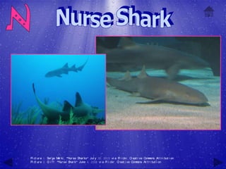 Pi ct ur e 1: Ser ge M ki , "N se Shar ks" Jul y 30, 2010 vi a Fl i ckr , C eat i ve C m
                         el    ur                                             r         om ons At t r i but i on
Pi ct ur e 2: C i f f , "N se Shar k" June 4, 2008 vi a Fl i ckr , C eat i ve C m
               l           ur                                       r           om ons At t r i but i on
 