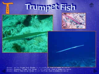 Pi ct ur e 1: Joi I t o, "Tr umpet Fi sh" N ovember 25, 2010 vi a Fl i ckr , C eat i ve C m
                                                                              r          om ons At t r i but i on
Pi ct ur e 2: G eenacr e8, "Tr um
               r                   pet Fi sh" O ober 12, 2007 vi a Fl i ckr , C eat i ve C m
                                               ct                               r          om ons At t r i but i on
Pi ct ur e 3: Renee V, "Kona D vi ng" O ober 30, 2007 vi a Fl i ckr , C eat i ve C m
                                 i         ct                               r          om ons At t r i but i on
 