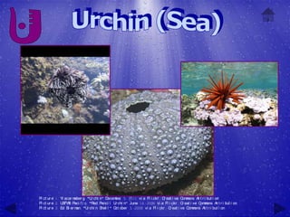 Pi ct ur e 1: Yl acar mober g, "U chi n" D
                                 r        ecember 5, 2011 vi a Fl i ckr , C eat i ve C m
                                                                           r          om ons At t r i but i on
Pi ct ur e 2: U S Paci f i c, "R Penci l U chi n" June 14, 2006 vi a Fl i ckr , C eat i ve C m
               SFW                 ed         r                                       r         om ons At t r i but i on
Pi ct ur e 3: Ed Bi er m "U chi n Shel l " O ober 3, 2008 vi a Fl i ckr , C eat i ve C m
                        an, r                 ct                              r          om ons At t r i but i on
 