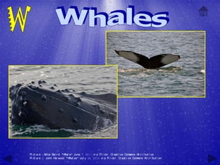 Pi ct ur e 1:M ke Bai r d, "W e" June 7, 2011 vi a Fl i ckr , C eat i ve C m
              i              hal                               r          om ons At t r i but i on
Pi ct ur e 2: John H w
                    ar ood, "W es" Jul y 28, 2010 vi a Fl i ckr , C eat i ve C m
                                 hal                                  r        om ons At t r i but i on
 