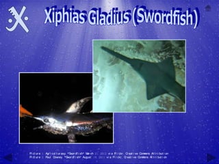 Pi ct ur e 1: Agr i cul t ur asp, "Sw df i sh" M ch 21, 2012 vi a Fl i ckr , C eat i ve C m
                                      or        ar                             r         om ons At t r i but i on
Pi ct ur e 2: Paul D ney, "Sw df i sh" August 19, 2011 vi a Fl i ckr , C eat i ve C m
                      ow           or                                        r          om ons At t r i but i on
 