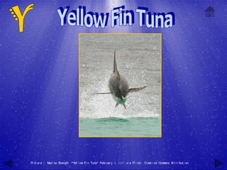 Pi ct ur e 1: M na Shanghi , "Yel l ow Fi n Tuna" Febr uar y 9, 2007 vi a Fl i ckr , C eat i ve C m
               uzi                                                                    r          om ons At t r i but i on
 
