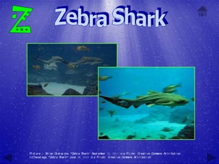 Pi ct ur e 1: Br i an G at w cke, "Zebr a Shar k" Sept em
                       r    i                            ber 25, 2011 vi a Fl i ckr , C eat i ve C m
                                                                                       r           om ons At t r i but i on
I ct heost ega, "Zebr a Shar k" June 28, 2009 vi a Fl i ckr , C eat i ve C m
                                                               r          om ons At t r i but i on
 