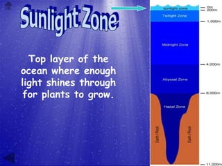 Top layer of the
ocean where enough
light shines through
 for plants to grow.
 