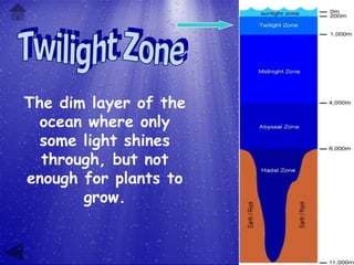 The dim layer of the
  ocean where only
  some light shines
  through, but not
enough for plants to
       grow.
 