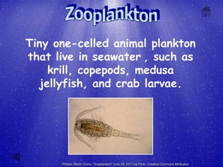 Tiny one-celled animal plankton
that live in seawater , such as
    krill, copepods, medusa
  jellyfish, and crab larvae.




      Picture: Martin Cerny, "Zooplankton" June 29, 2011 via Flickr, Creative Commons Attribution
 