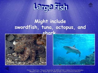 Might include
swordfish, tuna, octopus, and
            shark.




    Picture 1: Ryan Wick, "Octopus" September 18, 2008 via Flickr, Creative Commons Attribution
         Picture 2: Allen Lee, "Shark" April 13, 2006 via Flickr, Creative Commons Attribution
 