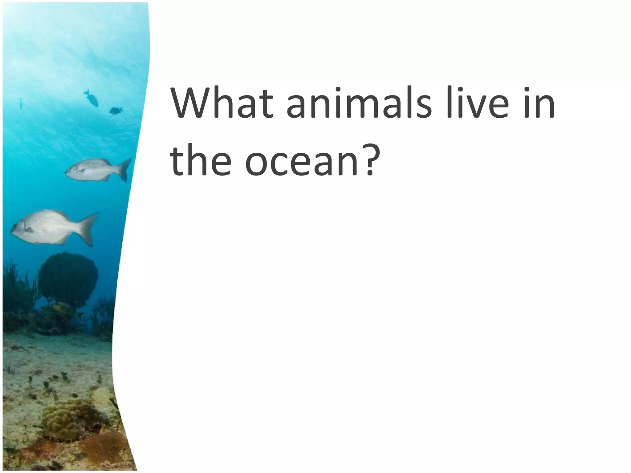 Ocean PPT