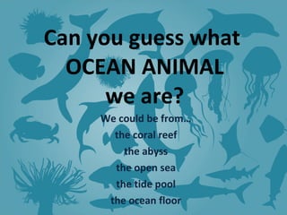 Can you guess what  OCEAN ANIMAL we are? We could be from… the coral reef the abyss the open sea the tide pool the ocean floor 