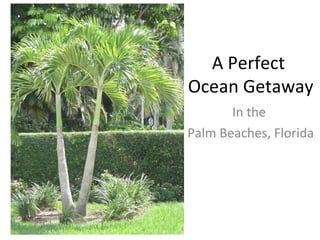 In the  Palm Beaches, Florida A Perfect  Ocean Getaway 