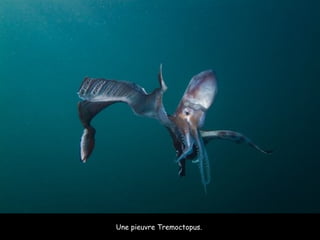 Une pieuvre Tremoctopus.  