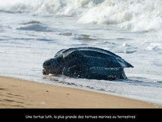Une tortue luth, la plus grande des tortues marines ou terrestres  