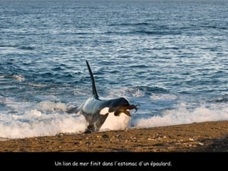 Un lion de mer finit dans l'estomac d'un épaulard.  