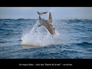 Un requin blanc - celui des "Dents de la mer" - en action.  