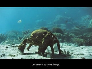 Une dromie, ou crabe éponge.  