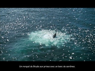 Un rorqual de Bryde aux prises avec un banc de sardines.  