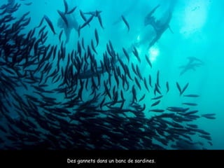 Des gannets dans un banc de sardines.  