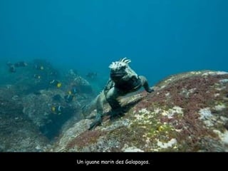 Un iguane marin des Galapagos.  