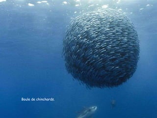 Boule de chinchards. 