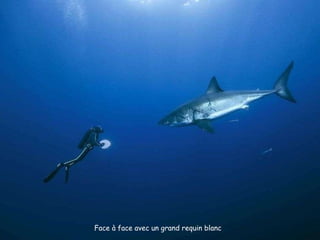 Face à face avec un grand requin blanc  