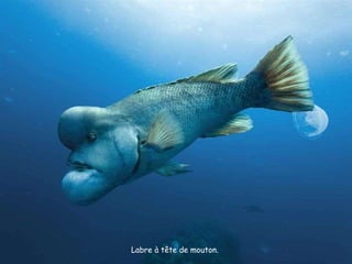 Labre à tête de mouton.  