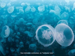 Des méduses communes, ou "méduses lune".  