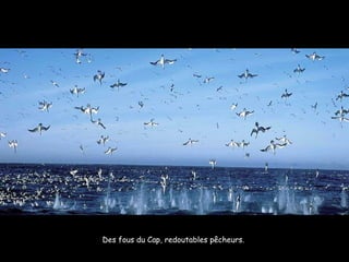 Des fous du Cap, redoutables pêcheurs.  