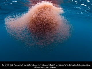 Du krill: ces '"essaims" de petites crevettes constituent la nourriture de base de bon nombre d'habitants des océans.  